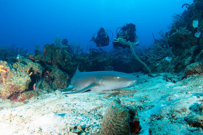 2-Tank Scuba Boat Trip in World-Class Sites @ Copamarina - Key points to know before booking
