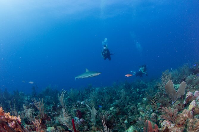 2-Tank Scuba Boat Trip in World-Class Sites @ Copamarina - Getting to know The Epicenter