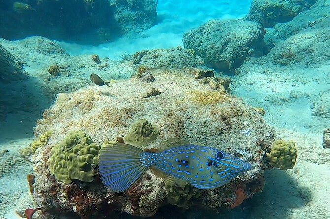 Aguadilla Tropical Snorkeling - What you may see beneath the surface