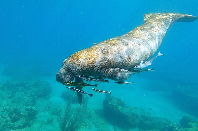 Aguadilla Tropical Snorkeling - A small group instead of a party boat