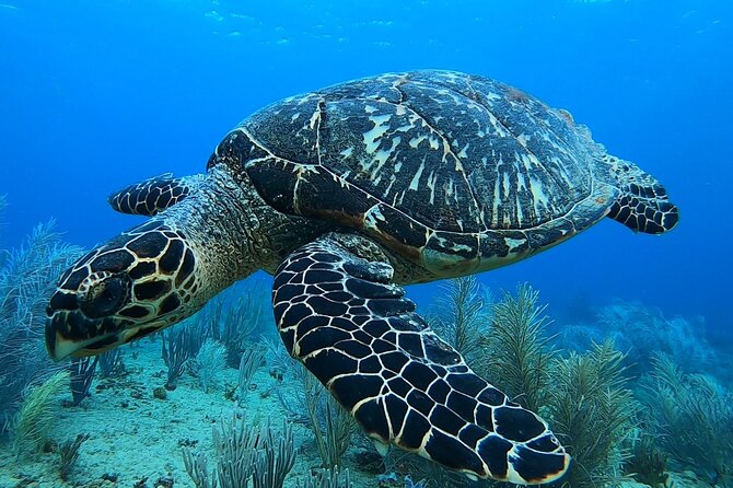 Aguadilla Tropical Snorkeling - Two hours, but plan for real time in the water