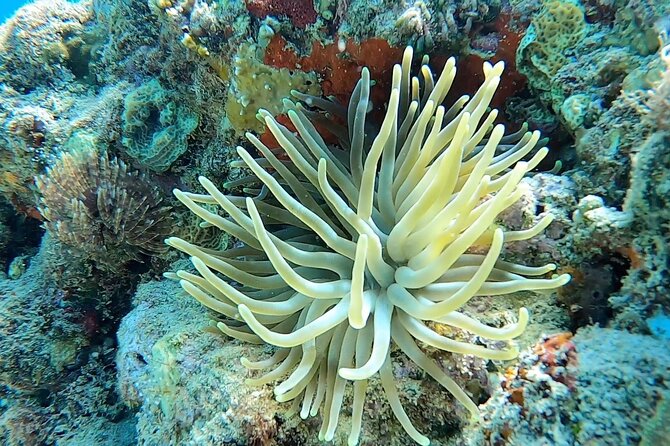 Aguadilla Tropical Snorkeling - Is $98 a fair price?