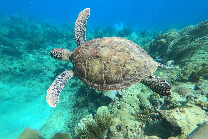 Aguadilla Tropical Snorkeling - Walking straight into a coral reef