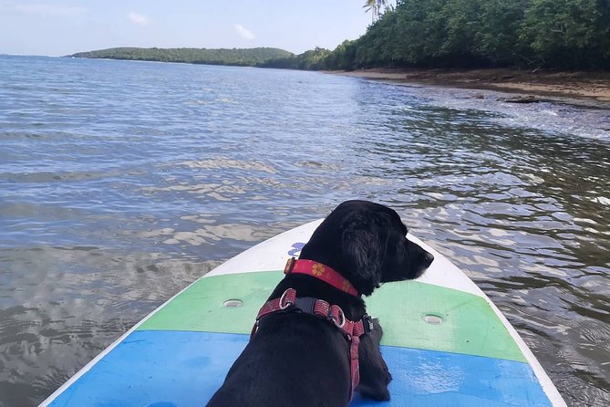 All-Day Paddleboard Rental – Fajardo, Puerto Rico - What the $83 price really gets you