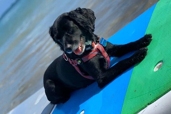 All-Day Paddleboard Rental – Fajardo, Puerto Rico - Small details that make the day easier