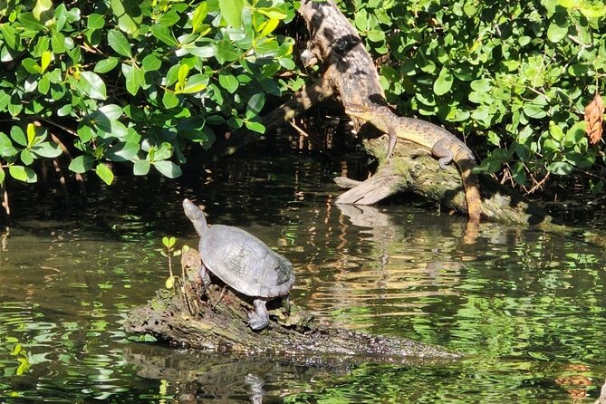 Backwater Wildlife and Boat Tour - A quiet start from the Carolina and Loíza marina