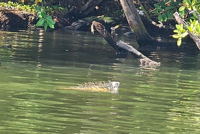 Backwater Wildlife and Boat Tour - Is $330 a good price for your group?