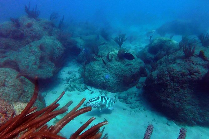 Beginner Scuba Diving with Turtles and Videos, San Juan - Starting at Escambrón Beach in San Juan