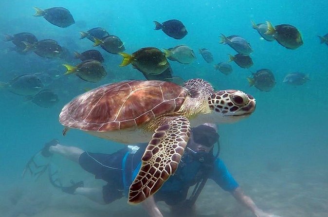 Beginner Scuba Diving with Turtles and Videos, San Juan - The guides make the biggest difference