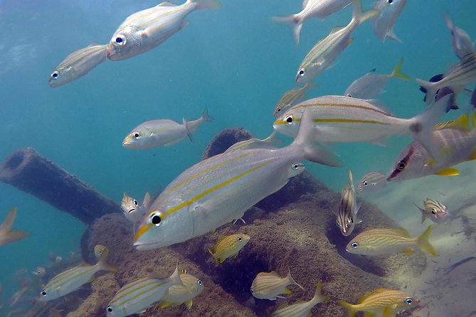 Beginner Scuba Diving with Turtles and Videos, San Juan - Free videos are useful, but keep expectations realistic