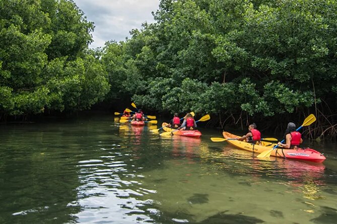Bioluminescent Bay Kayak Tour in Fajardo Puerto Rico - The 20-minute return through the mangroves