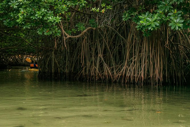 Bioluminescent Bay Night Kayaking, Fajardo - Paddling through the mangrove reserve