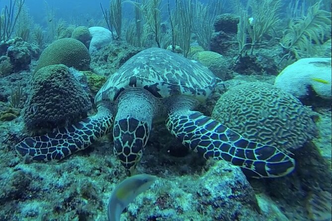 Boat Snorkeling and beach day to the Fajardo islands - Timing your day around the return