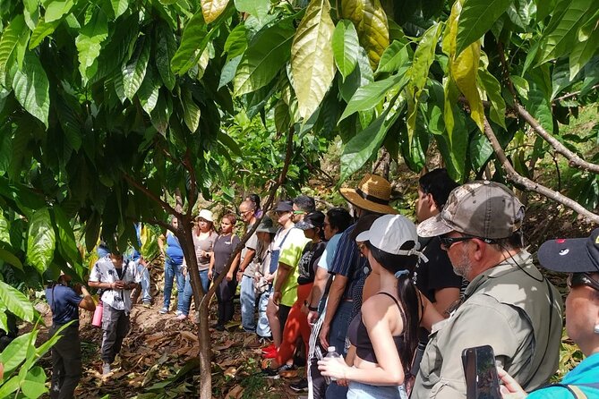 Cacao Walking Tour in Puerto Rico - Key points at a glance