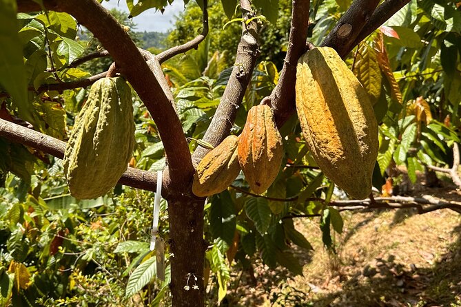Cacao Walking Tour in Puerto Rico - Walking into Finca La Providencia in Moca