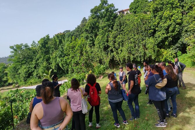 Cacao Walking Tour in Puerto Rico - Why the tasting works for families