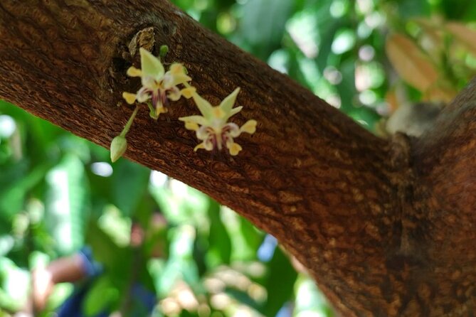 Cacao Walking Tour in Puerto Rico - What to bring and how to plan the visit