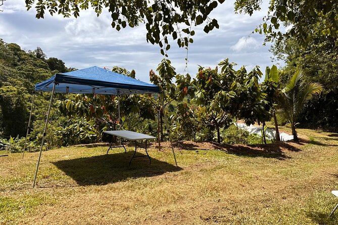 Cacao Walking Tour in Puerto Rico - Who will enjoy this cacao tour most?