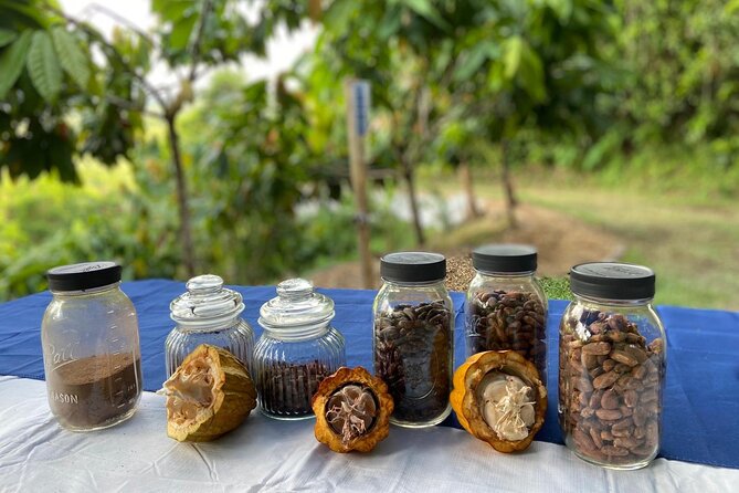 Cacao Walking Tour in Puerto Rico - Seeing how cacao grows from flower to fruit