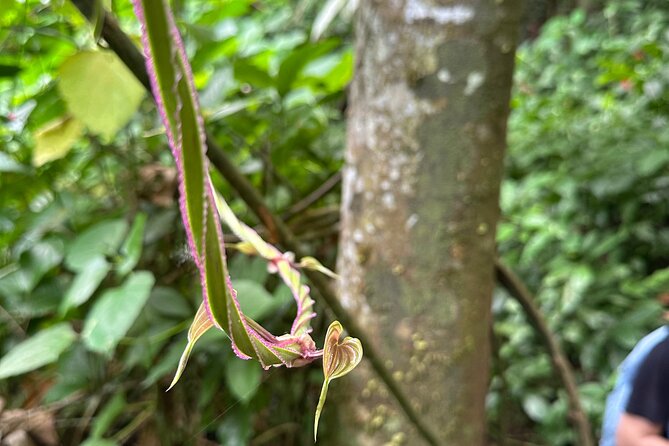 Chase Waterfalls - Discover a hidden 180ft rainforest gem - Booking, weather, and cancellation details