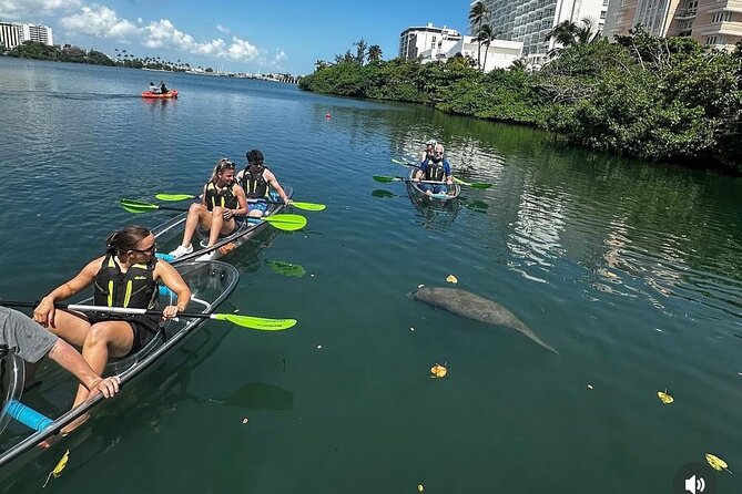 Clear Kayak Tour in Condado Lagoon - One hour on Laguna del Condado