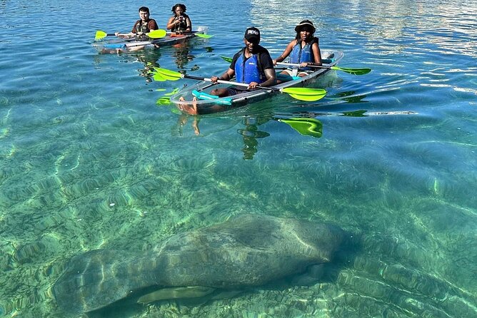 Clear Kayak Tour in Condado Lagoon - What you see from a clear-bottom kayak