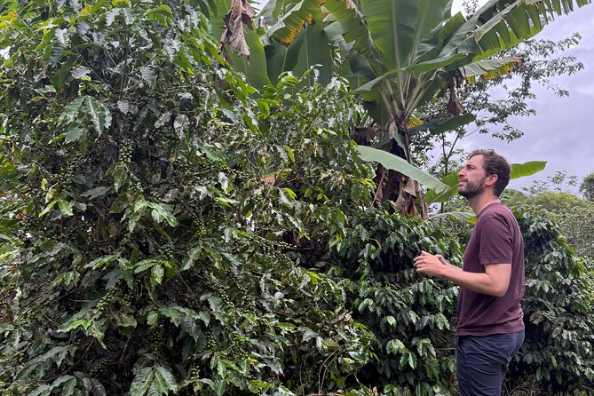 Coffee & Waterfalls Tour: from the mountains to the cup - Toro Negro State Forest and the central mountains