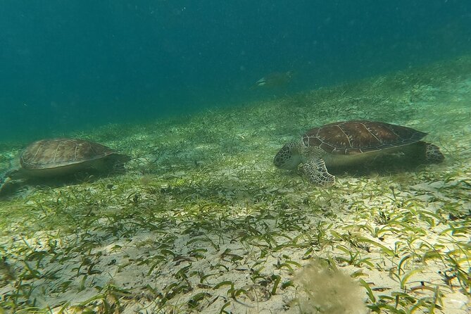 Coral Reef and Sea Turtle Snorkeling Experience - Equipment, Snack, and What You Need to Bring