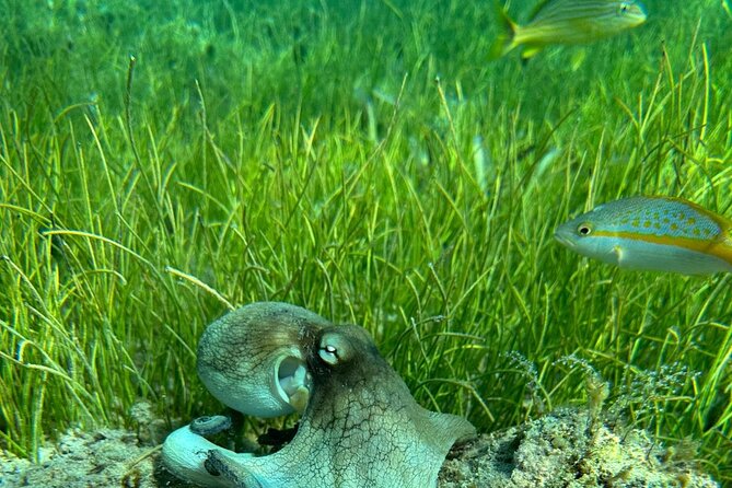 Coral Reef and Sea Turtle Snorkeling Experience - Weather, Timing, and Cancellation Rules