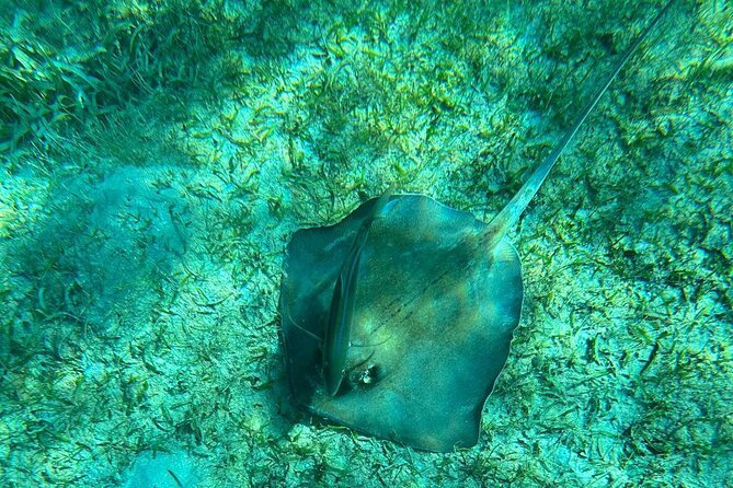 Coral Reef and Sea Turtle Snorkeling Experience - Who Will Get the Most From This Morning