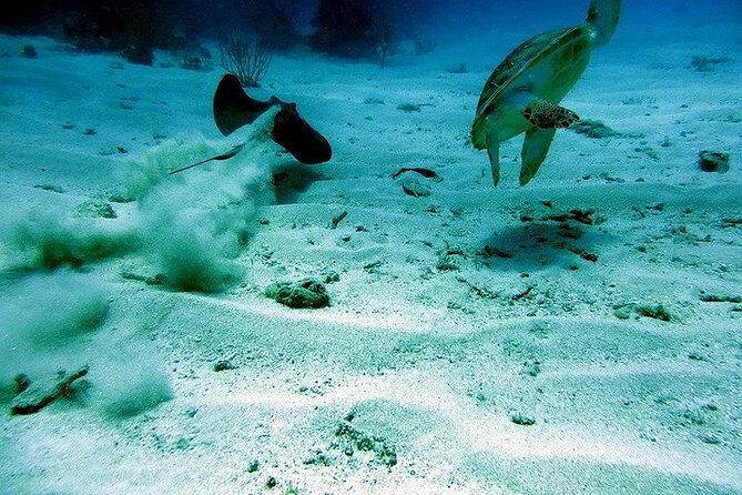 Culebra Snorkel and Beach Day with Lunch and Drinks - Who will enjoy this boat day most