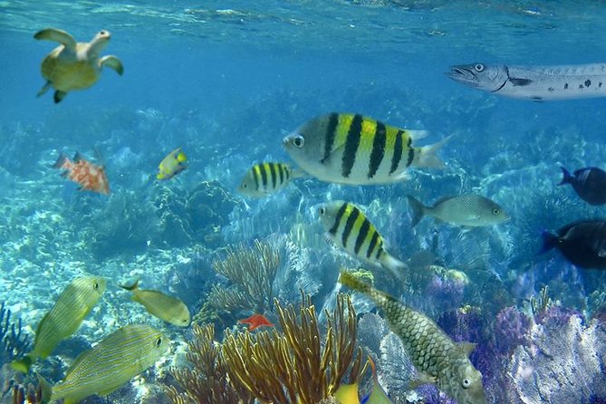 Culebra Snorkeling Tour by Catamaran from Fajardo - Choosing between Flamenco Beach and Culebrita