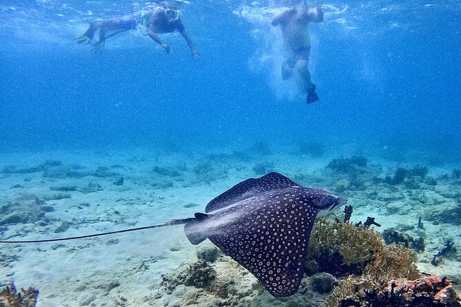 Culebra Swim with Turtles Adventure and Flamenco Beach by Ferry - Should you book the turtle and Flamenco Beach tour?