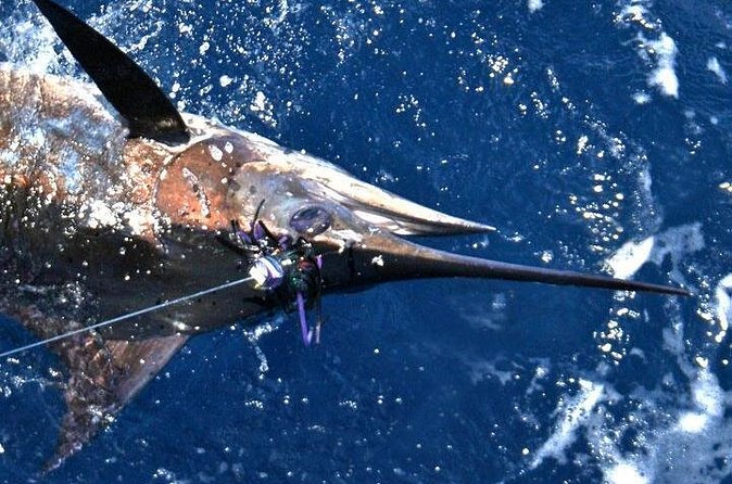 Deep Sea Fishing Private Boat Charter in San Juan - Booking, cancellation, and practical planning