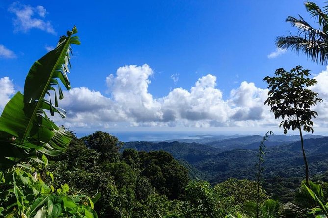 Discover El Yunque National Park: Half-Day Rainforest Tour - Key points to know before booking