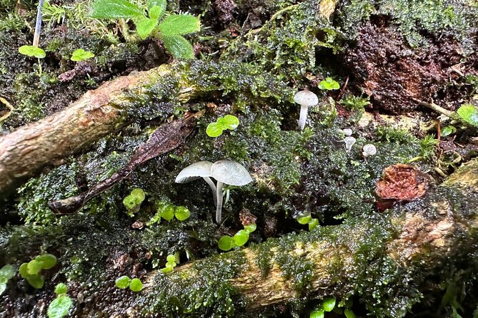 Discover El Yunque National Park: Half-Day Rainforest Tour - How much walking is involved?