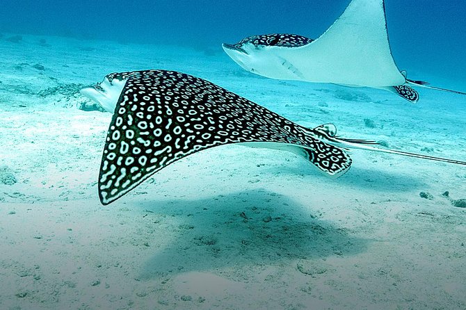 Discover Fajardo: 2-Tank Scuba Diving - What the PADI referral paperwork really means