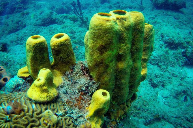 Discover Scuba Diving - Learning the basic skills in shallow water