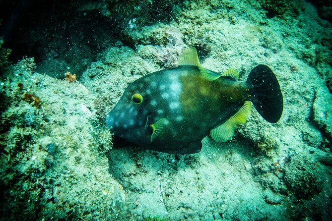 Discover Scuba Diving - What the $139 price includes