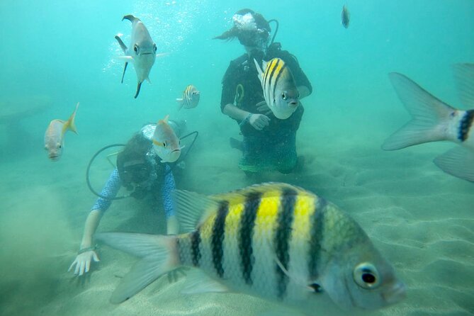 Discover Scuba Diving in San Juan: Perfect for First-Time Divers - Who should choose the morning session?