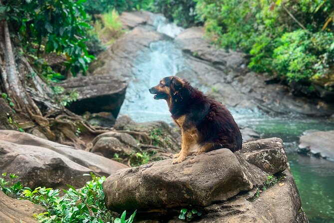 El Yunque Hike, Waterslide & Luquillo Kiosks Food with Transport - A guide who makes a small group feel personal