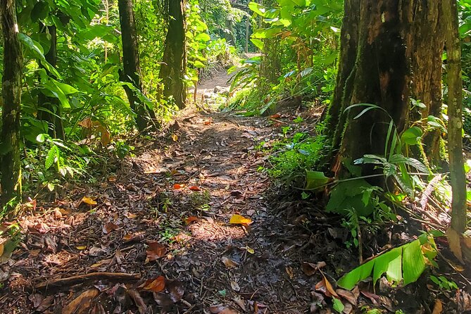 El Yunque National Rainforest and Luquillo Beach Tour - The Mameyes River walk and natural pools