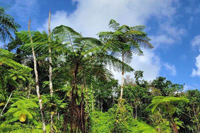El Yunque Rainforest and Luquillo Kiosk Day Trip - Who should book this adventure?