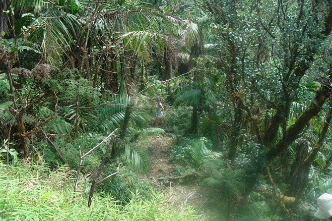 El Yunque Rainforest Full Day Private Tour - Why a private El Yunque day feels different