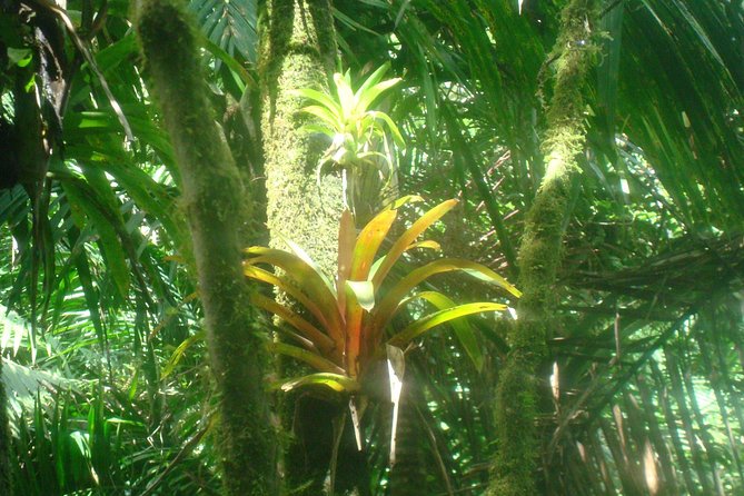 El Yunque Rainforest Full Day Private Tour - Walking through the El Yunque cloud forest