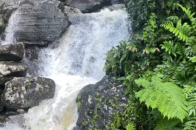 El Yunque Rainforest Hike with Transport from San Juan - The climb to Mt. Britton Lookout Tower