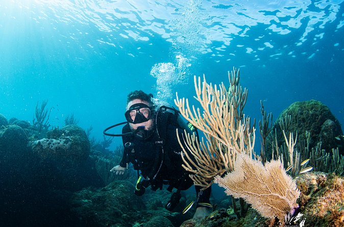Experience Scuba - The marine-life possibilities around Manatí