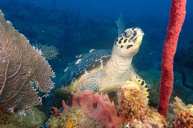 Experience Scuba Diving / NO certification Needed - Key points to know before booking