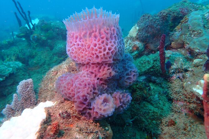 Experience Scuba Diving / NO certification Needed - What the Rincón scuba lesson is really like
