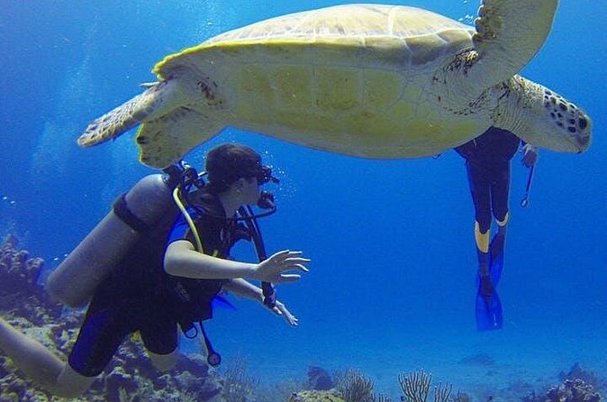 Experience Scuba Diving / NO certification Needed - The instructors beginners are most likely to appreciate